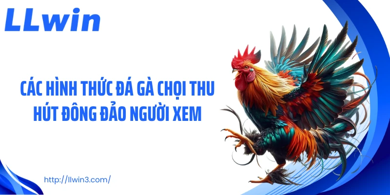 Các hình thức đá gà chọi thu hút đông đảo người xem