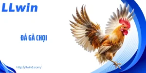 Đá Gà Chọi Tại LLWIN: Mãn Nhãn Từng Đòn Quyết Định