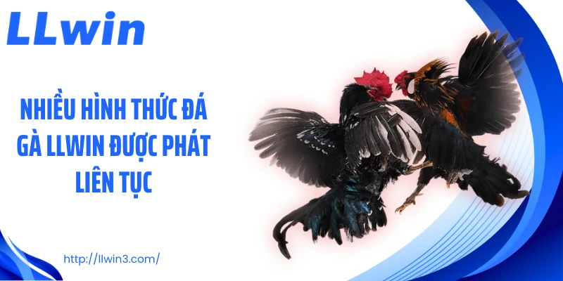 Nhiều hình thức đá gà LLWIN được phát liên tục