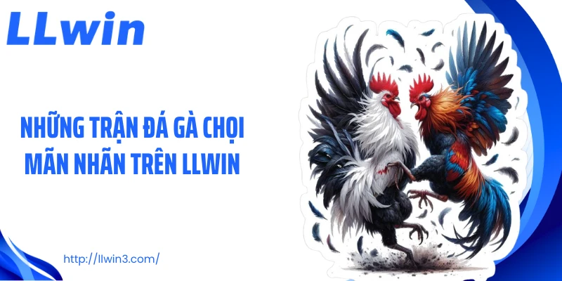 Những trận đá gà chọi mãn nhãn trên LLWIN
